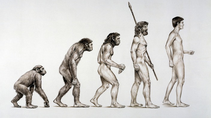 Evolutionstheorie Darwin